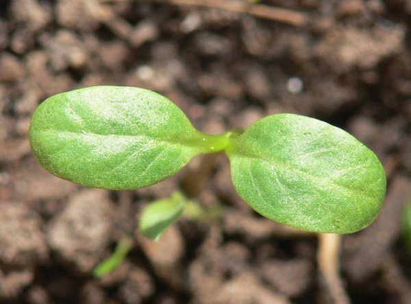 Kl&iacute;čne listy