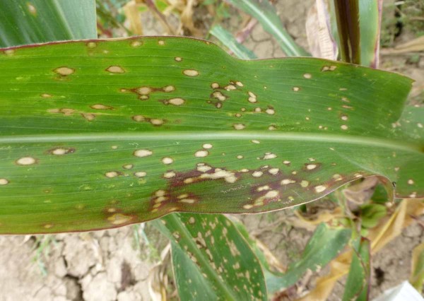 Příznaky napadení patogenem Bipolaris sp. Příznaky napadení patogenem Bipolaris sp.