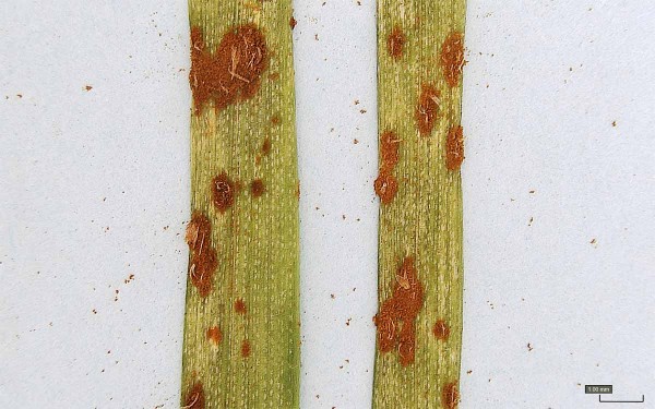 Obr. 5: Rez travní na listu pšenice Obr. 5: Rez travní na listu pšenice