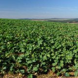 MaxRaptor: Pred&aacute;tor plevelů nyn&iacute; za lep&scaron;&iacute; cenu