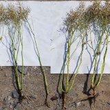 Regenerácia ozimín prípravkami Galleko® Regenerácia ozimín prípravkami Galleko®