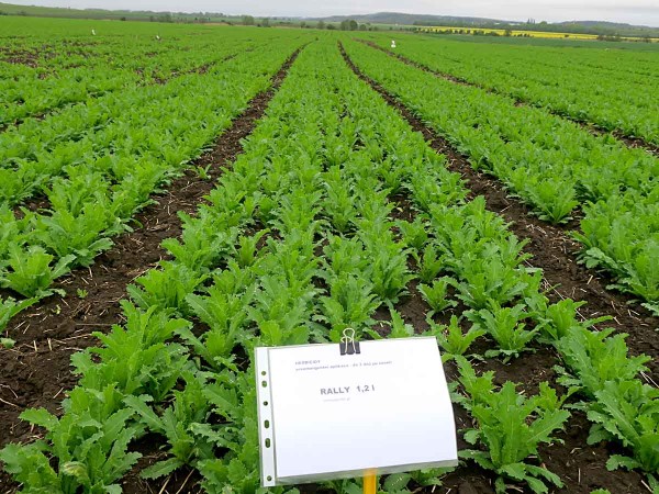 Obr. 1: Preemergentní aplikace Rally 1,2 l/ha Obr. 1: Preemergentní aplikace Rally 1,2 l/ha