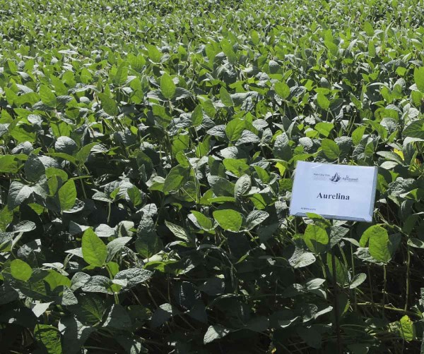 Aurelina (Agrosales)