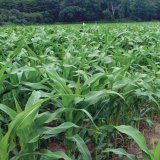 Sonido - osvědčen&aacute; jistota proti &scaron;kůdcům vzch&aacute;zej&iacute;c&iacute; kukuřice