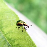 Aktu&aacute;ln&iacute; přehled ochrany zahrad, sadů a&nbsp;vinic - březen a&nbsp;duben 2017