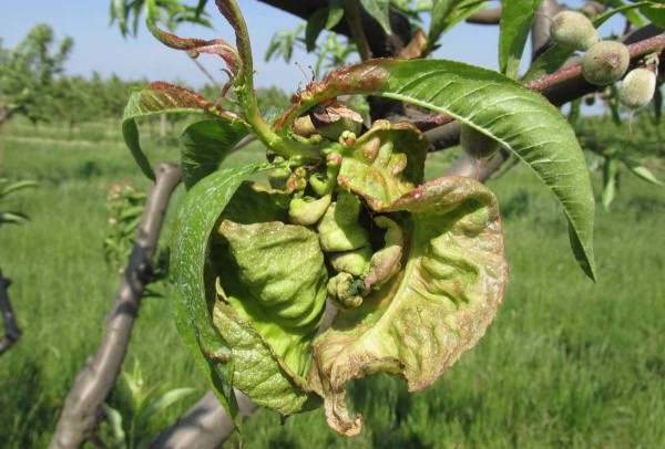 Během května se v neošetřovaných sadech již setkáváme s poškozením kadeřavostí broskvoně i puchrovitosti - ochrana proti těmto patogenům se odehrála již v předjaří Během května se v neošetřovaných sadech již setkáváme s poškozením kadeřavostí broskvoně i puchrovitosti - ochrana proti těmto patogenům se odehrála již v předjaří