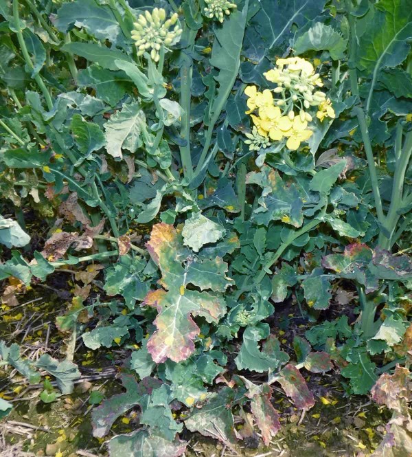 Př&iacute;znaky viru TuYV na rostlin&aacute;ch řepky