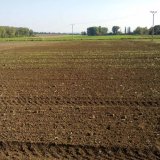 Insekticidn&iacute; mořen&iacute; řepky - Lumiposa se jev&iacute; velmi nadějně