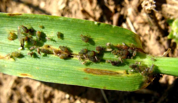 Mšice kyjatka osenní Mšice kyjatka osenní