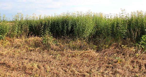 Porast slnečnice hľuznatej v&nbsp;s&oacute;ji