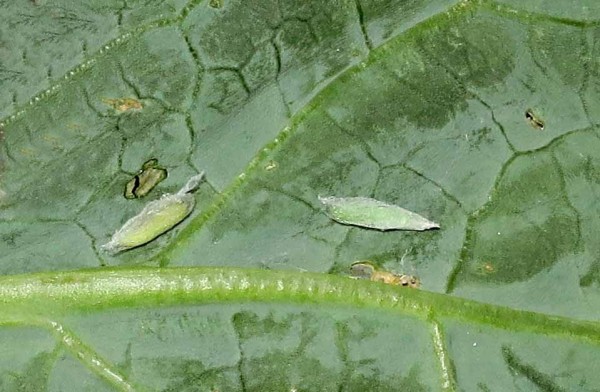 Z&aacute;předn&iacute;ček poln&iacute; - housenky v&nbsp;kokonu