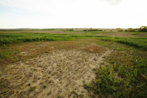 Nevratně po&scaron;kozen&yacute; porost vojtě&scaron;ky hrabo&scaron;em poln&iacute;m