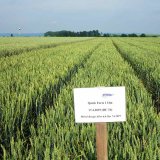 Využití biostimulátorů v obilninách v měnícím se klimatu Využití biostimulátorů v obilninách v měnícím se klimatu