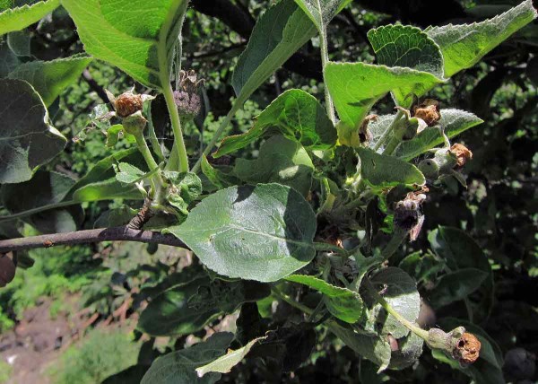 Květopas jabloňový poškozuje poupata jabloně Květopas jabloňový poškozuje poupata jabloně
