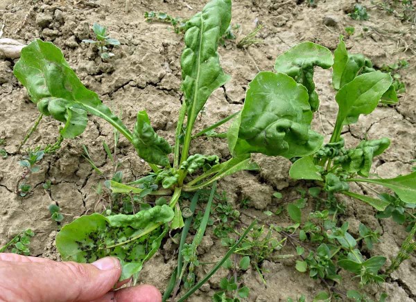 Mšice na cukrovce Mšice na cukrovce