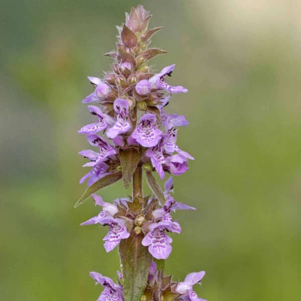 Květenstv&iacute; čistce bahenn&iacute;ho