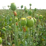 Vitalita osiva m&aacute;ku a&nbsp;struktura v&yacute;nosov&yacute;ch prvků