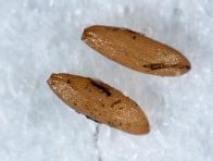 Vaj&iacute;čka květilky zeln&eacute;