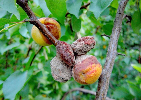 Moniliniová hniloba peckovin - meruňka Moniliniová hniloba peckovin - meruňka