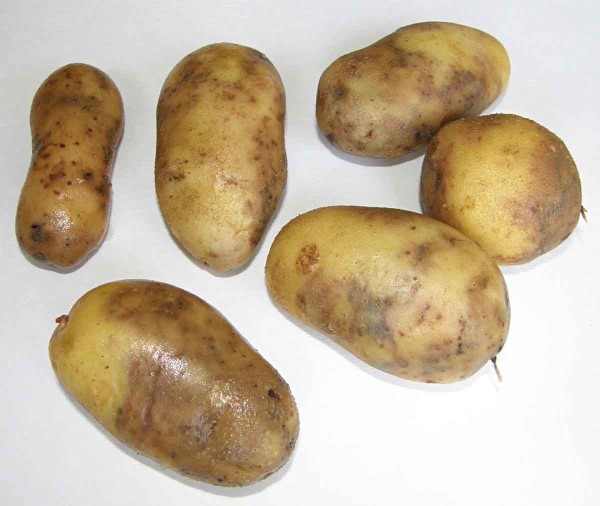 Pl&iacute;seň bramboru na hl&iacute;z&aacute;ch