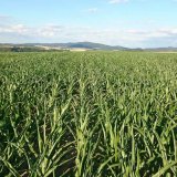 Porovn&aacute;n&iacute; strip-till a&nbsp;klasick&eacute; technologie pěstov&aacute;n&iacute; kukuřice