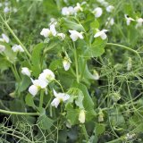 Nejlep&scaron;&iacute; odrůdy hrachu pro va&scaron;e pole