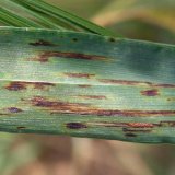 Choroby obilnin (13) - Rzivost obilnin (3.)