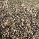 Organick&aacute; hmota pozitivně působ&iacute; na vl&aacute;hov&eacute; podm&iacute;nky v&nbsp;půdě