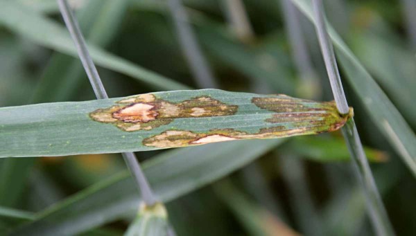 Obr. 7: Sp&aacute;la tritikale