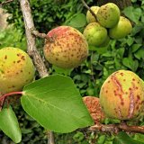 Aktu&aacute;ln&iacute; přehled ochrany zahrad, sadů a&nbsp;vinic - červen a&nbsp;červenec 2021