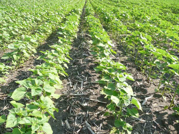 Slunečnice v&nbsp;p&aacute;sech po kukuřici