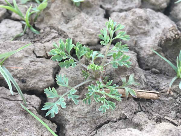 Zeměd&yacute;m l&eacute;kařsk&yacute; (Fumaria officinalis)
