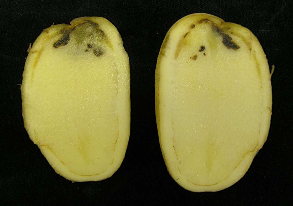 Po&scaron;kozen&iacute; hl&iacute;z nespr&aacute;vnou aplikac&iacute; desikantu