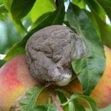 V&yacute;skyt chorob a&nbsp;abiotik&oacute;z ovocn&yacute;ch dřevin a&nbsp;r&eacute;vy v&nbsp;roce 2019