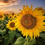 Aspekty produkčného procesu slnečnice ročnej a repy cukrovej vplyvom aplikácie Florone a Fertisilinu Aspekty produkčného procesu slnečnice ročnej a repy cukrovej vplyvom aplikácie Florone a Fertisilinu