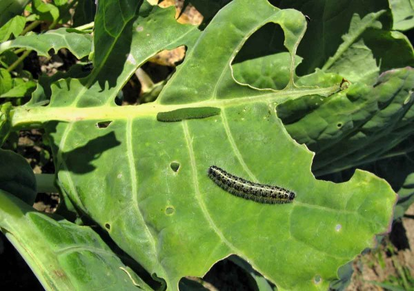 Housenka běláska řepového a běláska zelného Housenka běláska řepového a běláska zelného