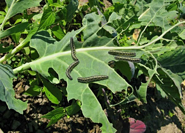 Housenky běláska zelného Housenky běláska zelného
