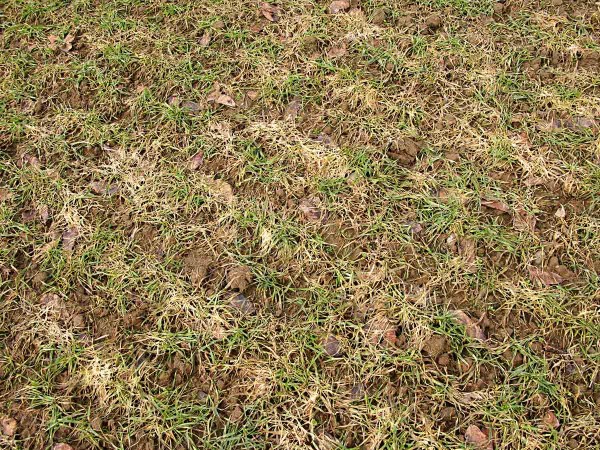 Plíseň sněžná obilnin Plíseň sněžná obilnin