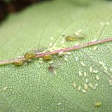 Virov&eacute; patogeny bramboru