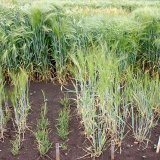 Rezistence obilnin vůči viru žlut&eacute; zakrslosti ječmene