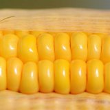 Nadprůměrn&eacute; v&yacute;nosy kukuřice v&nbsp;optim&aacute;ln&iacute;ch a&nbsp;stresov&yacute;ch letech