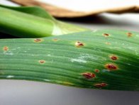 Rzivost česnekovitých na póru Rzivost česnekovitých na póru