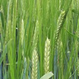 Overture - odrůda s&nbsp;razantn&iacute;m n&aacute;stupem na trh