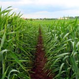 Zpevněn&iacute; p&scaron;enice ozim&eacute; na zač&aacute;tku sloupkov&aacute;n&iacute;