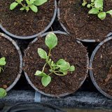 Choroby a&nbsp;&scaron;kůdci major&aacute;nky