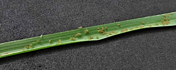 M&scaron;ice na česneku