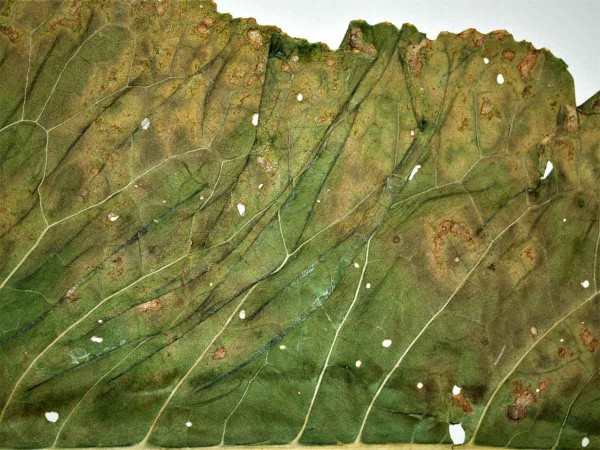 Př&iacute;znaky napaden&iacute; křenu virem mozaiky tuř&iacute;nu