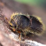 Fumigace př&iacute;pravkem EDN k&nbsp;o&scaron;etřen&iacute; dřeva napaden&eacute;ho kůrovci