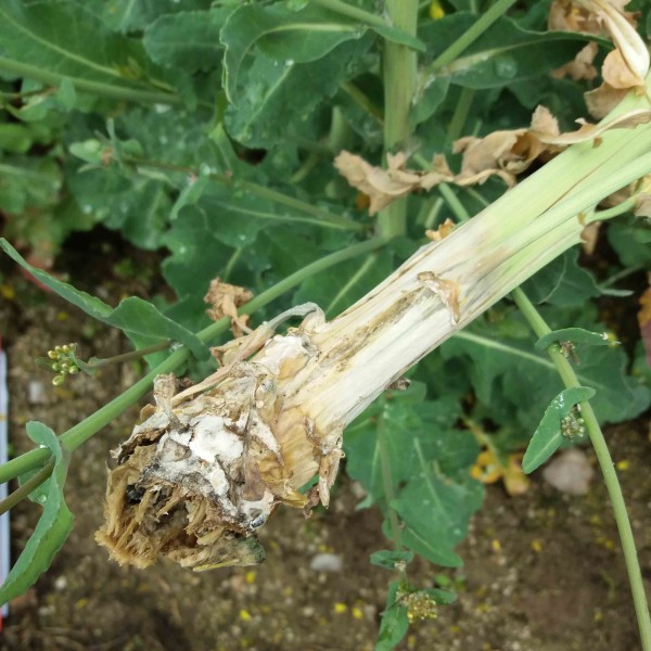 Obr. 1: Hlízenka obecná na řepce, červenec 2019 Obr. 1: Hlízenka obecná na řepce, červenec 2019