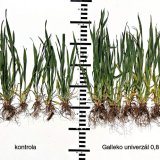 Jarná regenerácia ozimných obilnín prípravkami Galleko® Jarná regenerácia ozimných obilnín prípravkami Galleko®